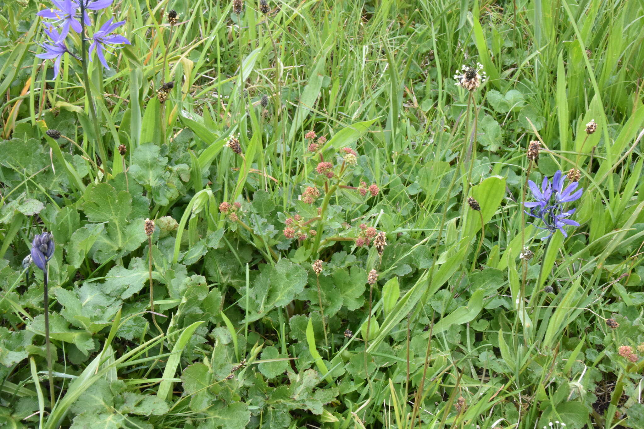 Image of Pacific blacksnakeroot