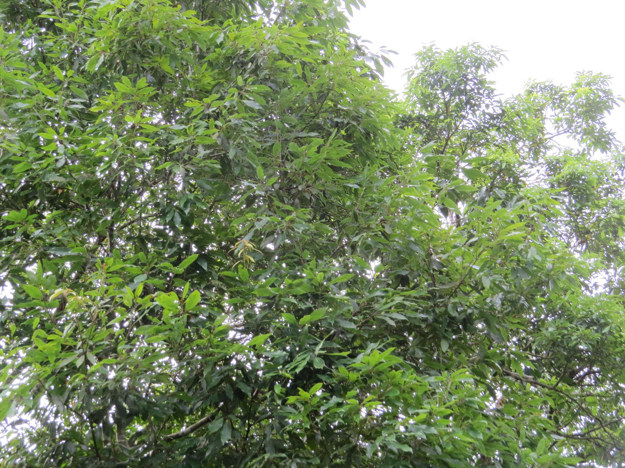 Image of Quercus pachyloma Seemen