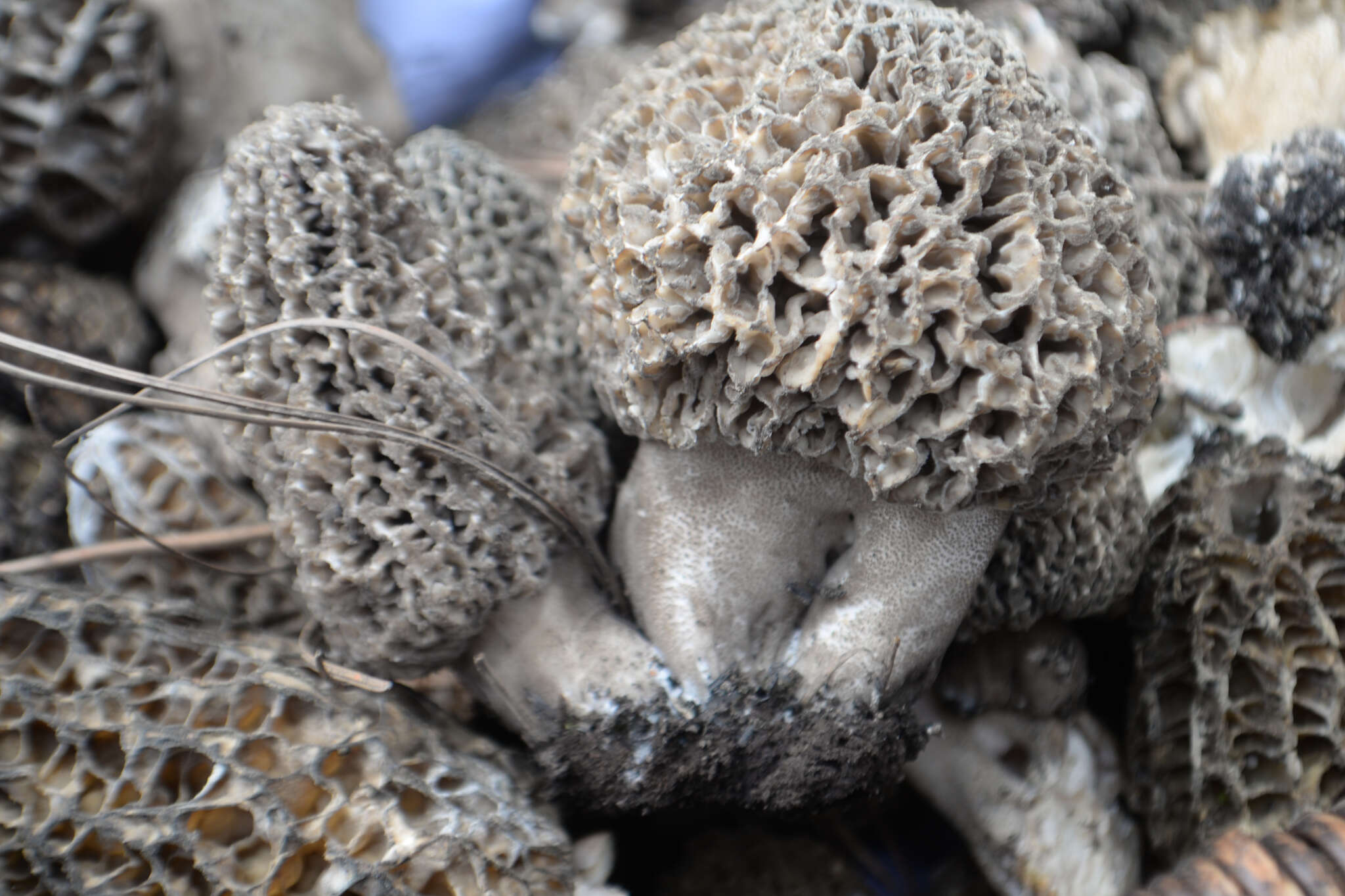 Image of Morchella tomentosa M. Kuo 2008