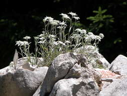 Image of edelweiss