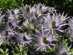 Eryngium alpinum L. resmi