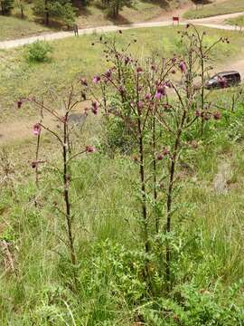 Image of Sacramento Mountain thistle