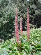 Image of Chinese Rhubarb