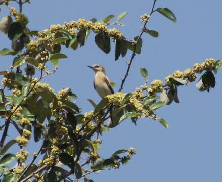 Image of Whinchat