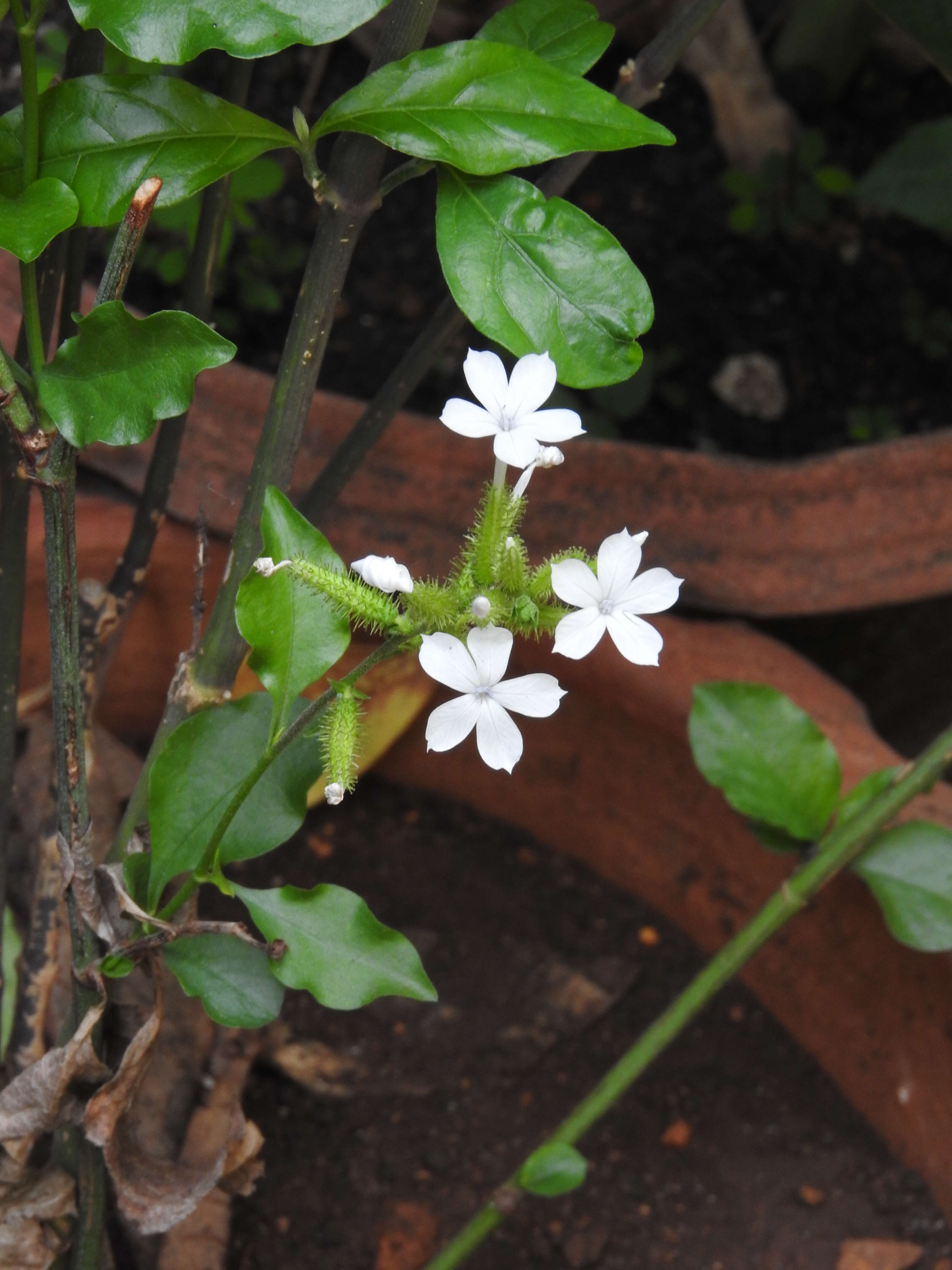 Image of wild leadwort