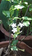 Image of wild leadwort