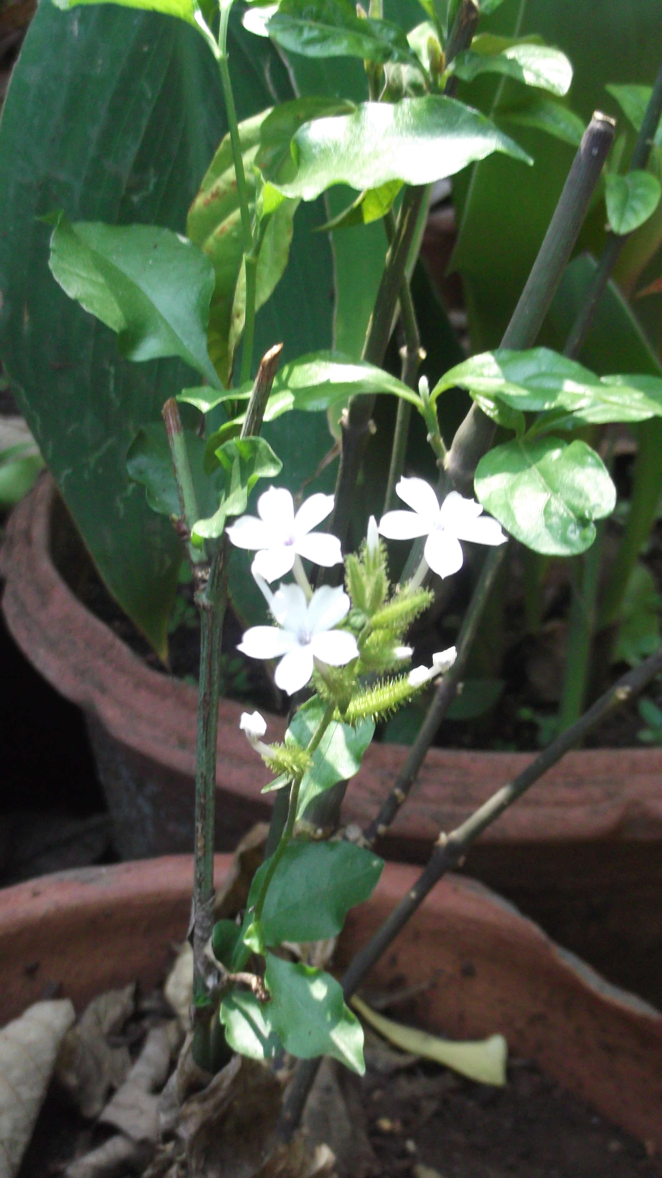 Image of wild leadwort