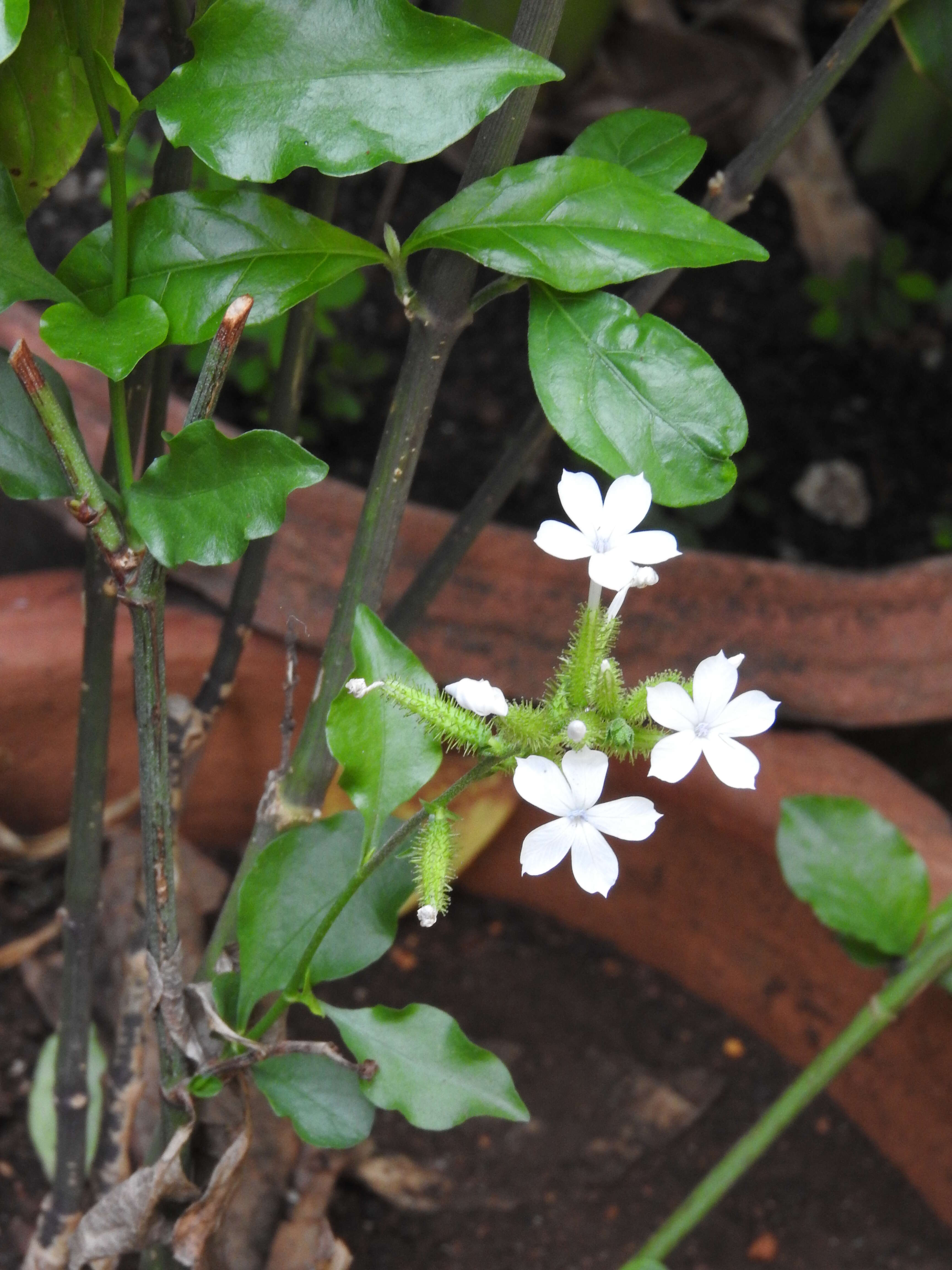 Image of wild leadwort