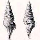 Image of Gemmula gilchristi (G. B. Sowerby Iii 1902)