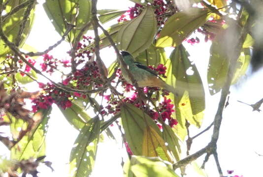 Image of Metallic-green Tanager