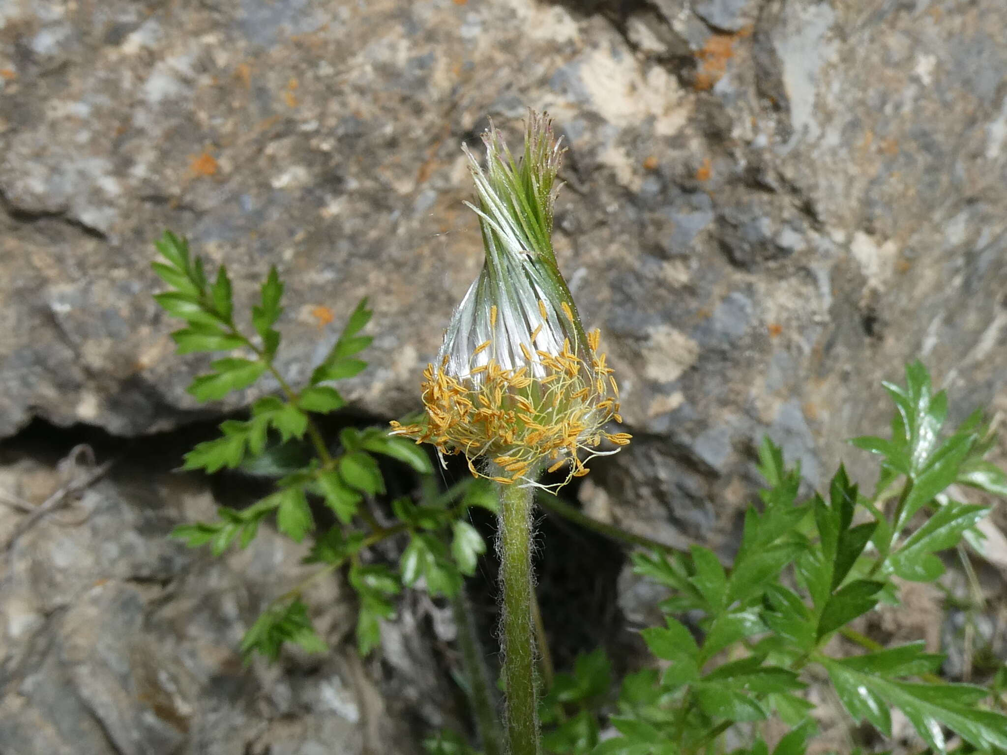 Image of Pulsatilla alpina subsp. font-queri Lainz & P. Monts.