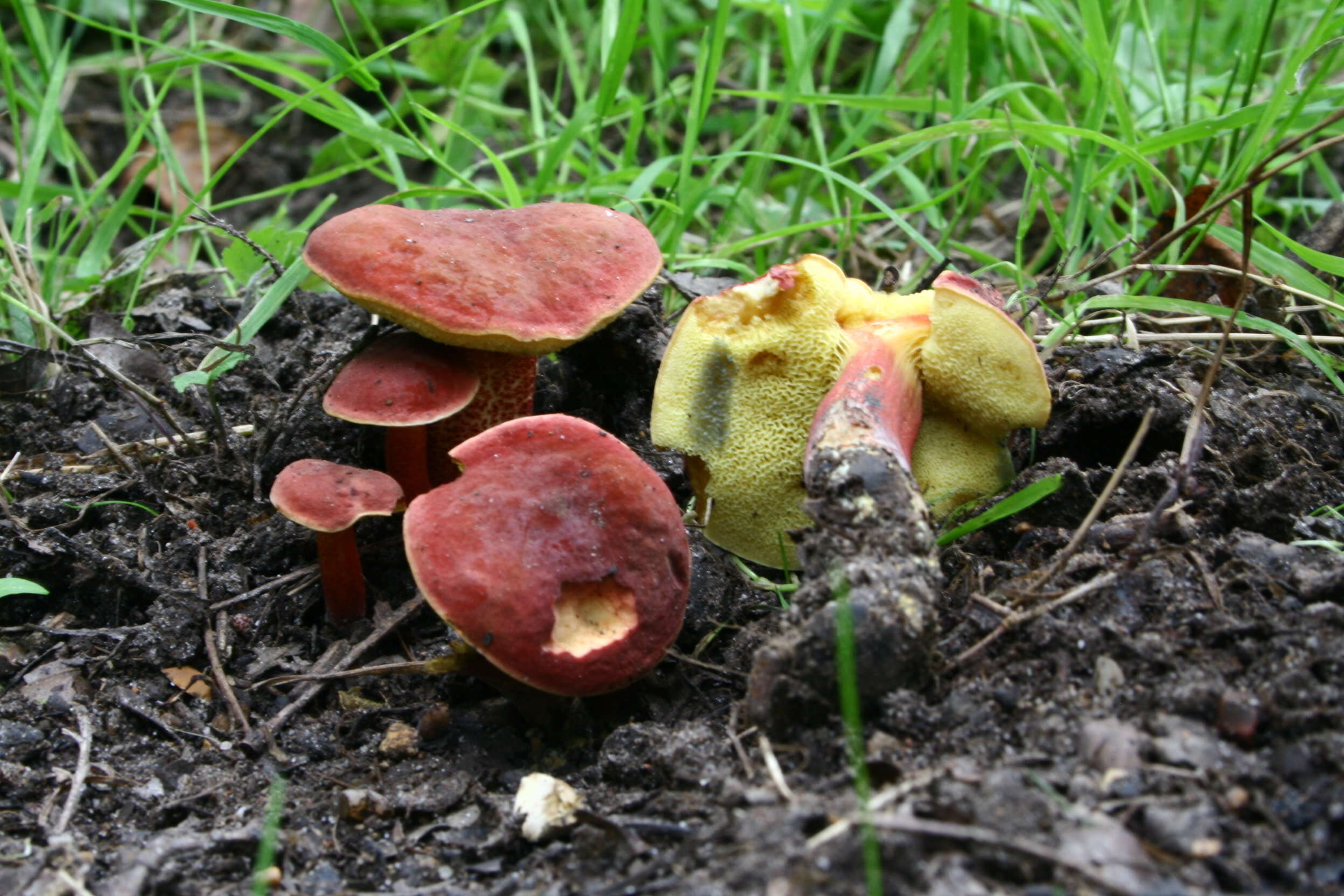 Image de Bolet rougeâtre