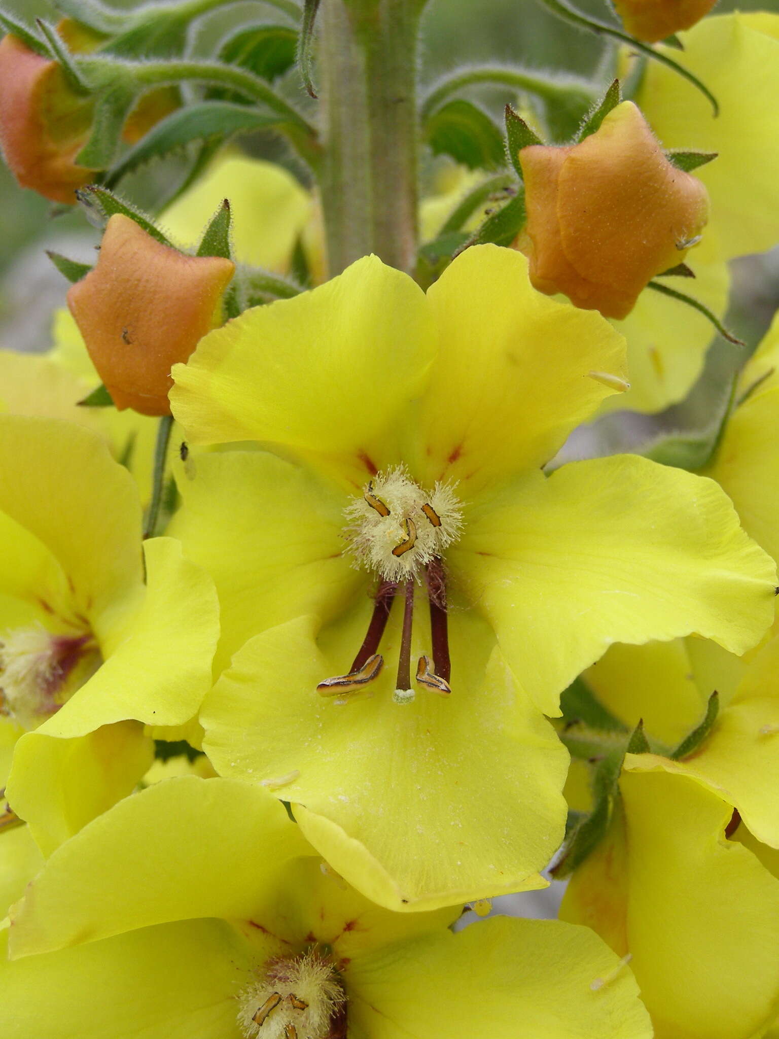 Image of Verbascum spectabile Bieb.