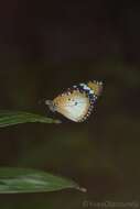 Image of Danaus (Anosia) chrysippus subsp. alcippus Cramer 1777