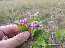 Pluchea odorata (L.) Cass. resmi