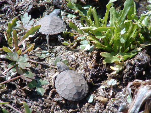 Image of Eastern Painted Turtle