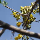 Image of Sophora howinsula (W. R. B. Oliv.) P. S. Green