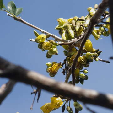 Слика од Sophora howinsula (W. R. B. Oliv.) P. S. Green