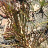 Image of Protea tenax (Salisb.) R. Br.