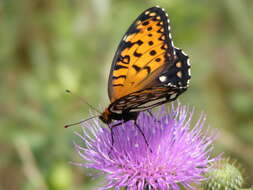 Image de Speyeria idalia Drury 1773