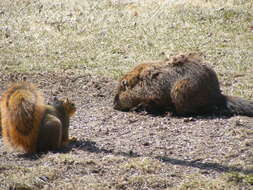 Image of Sciurus subgen. Sciurus Linnaeus 1758