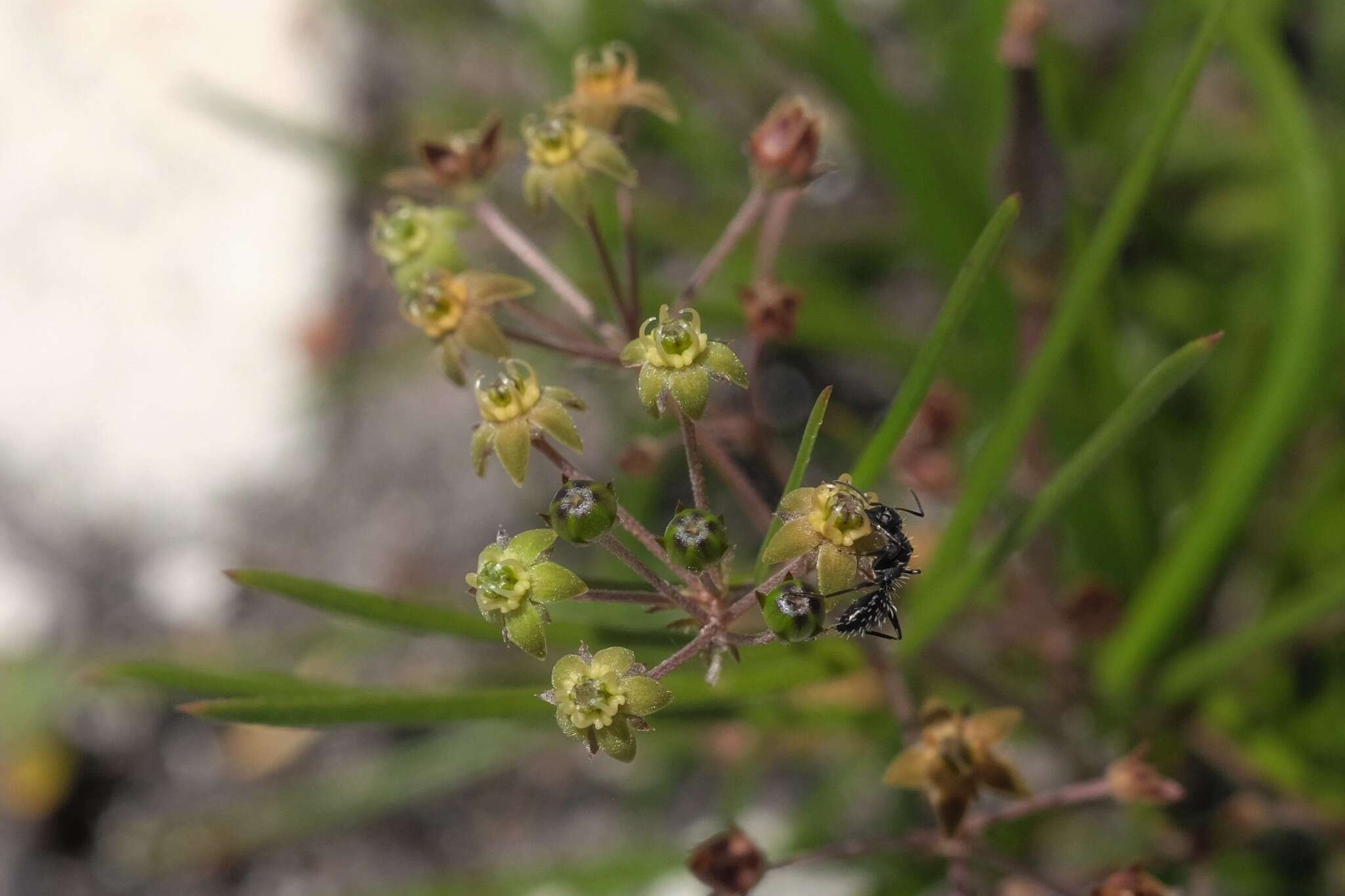 Image of Schizoglossum aschersonianum Schltr.