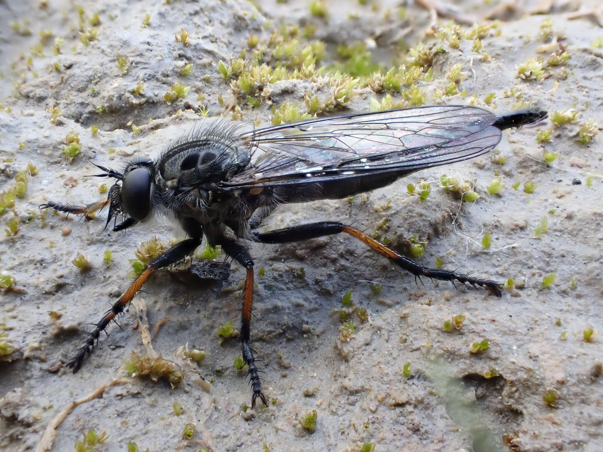 صورة Machimus occidentalis (Hine 1909)