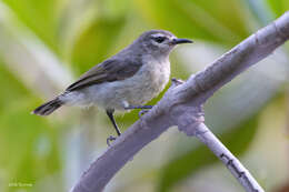 Image of Brown Sunbird