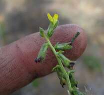 Image of Melolobium adenodes Eckl. & Zeyh.