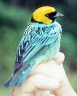 Image of Saffron-crowned Tanager