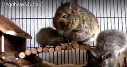 Image of degu