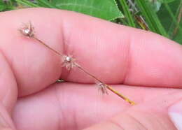 Image of River-Swamp Nut-Rush