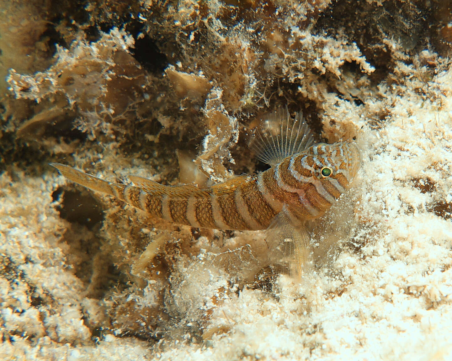 Image of Convict goby