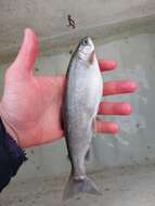 Image of Arctic Char