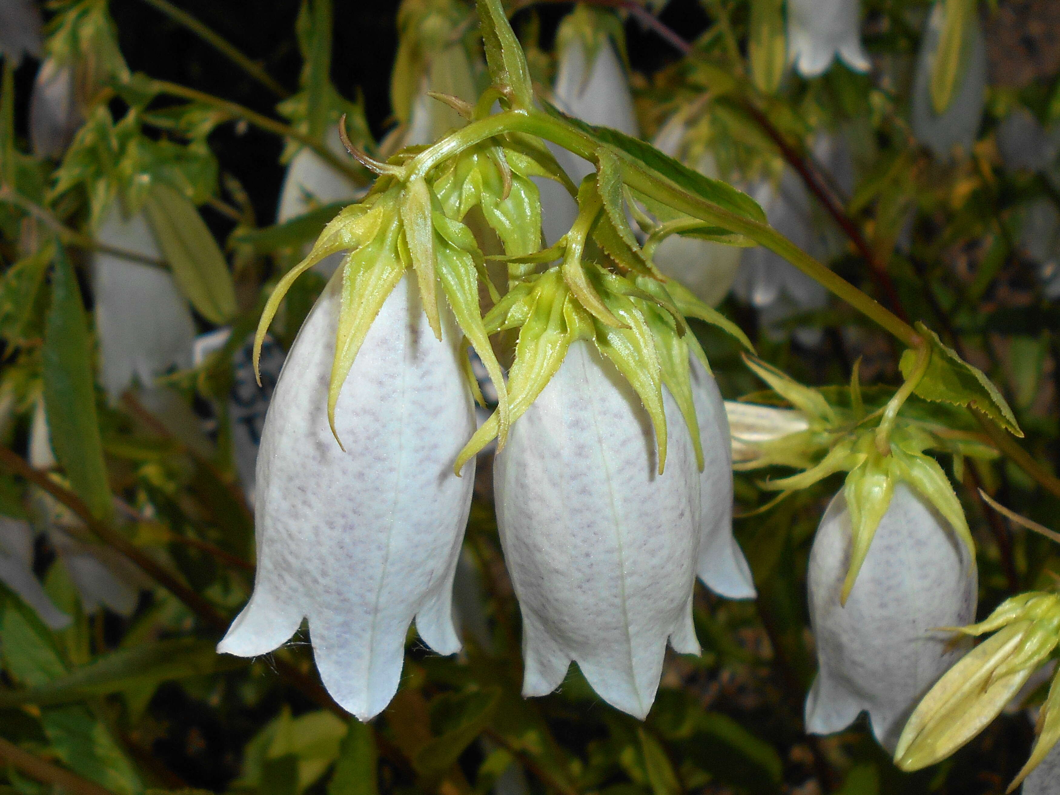 Image of Campanula punctata var. punctata