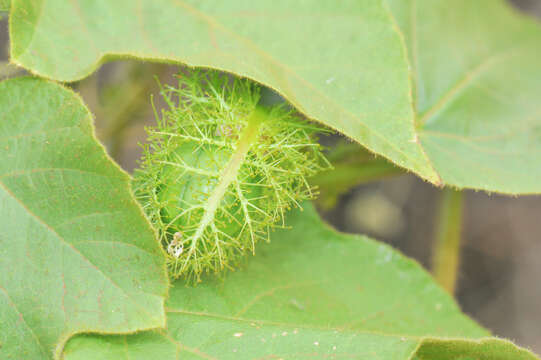 Sivun Passiflora foetida L. kuva