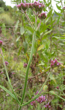 Image of purpletop vervain