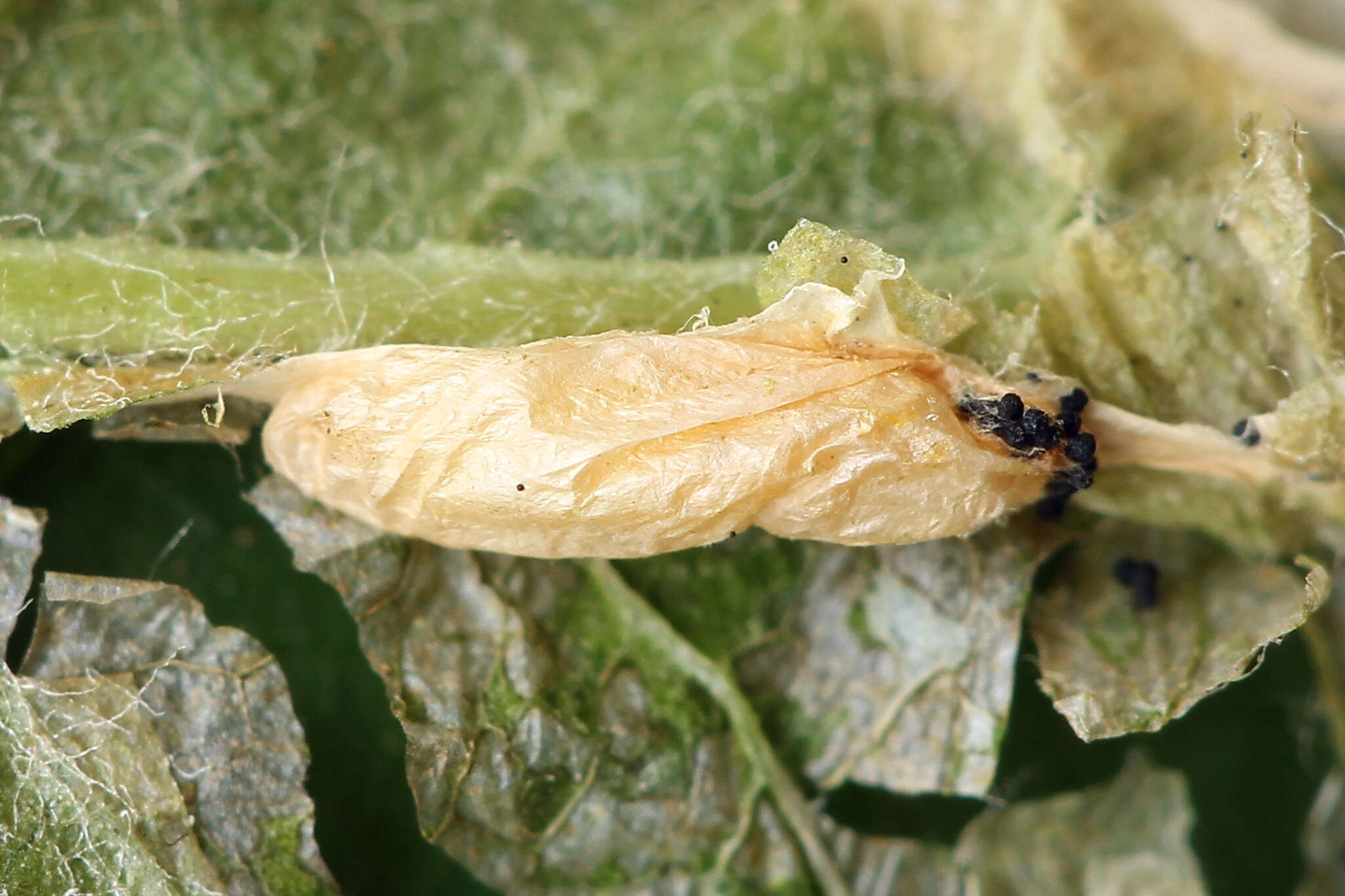 Image of Rowan Midget