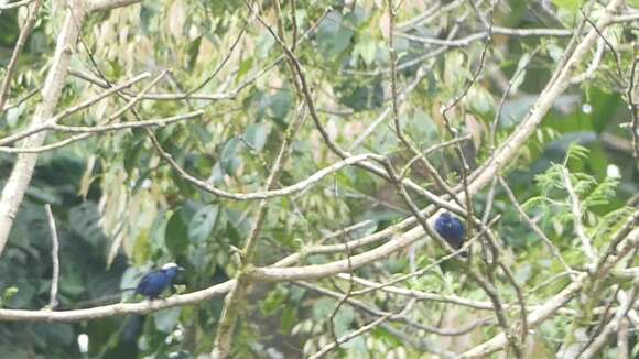 Image of Opal-crowned Tanager