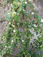 Image of coral beauty cotoneaster