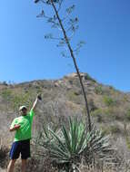 Слика од Agave vivipara L.