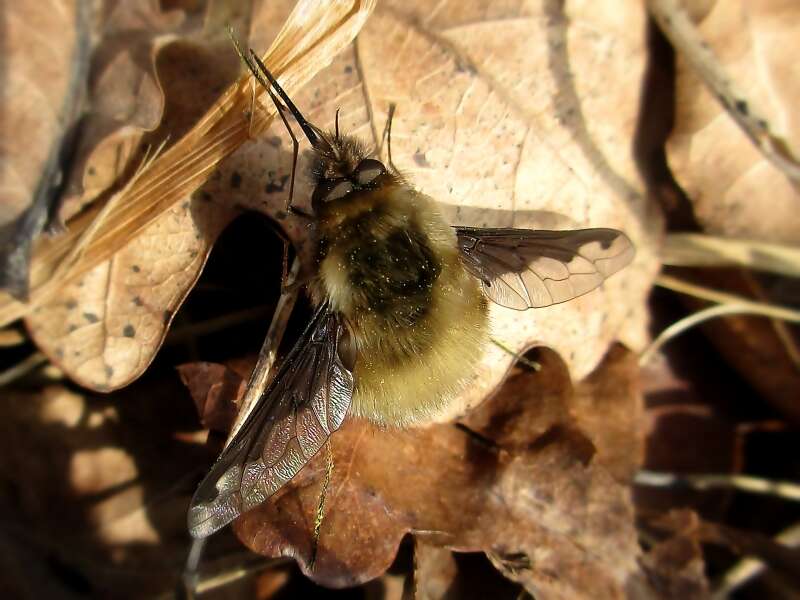 Image of Large bee-fly