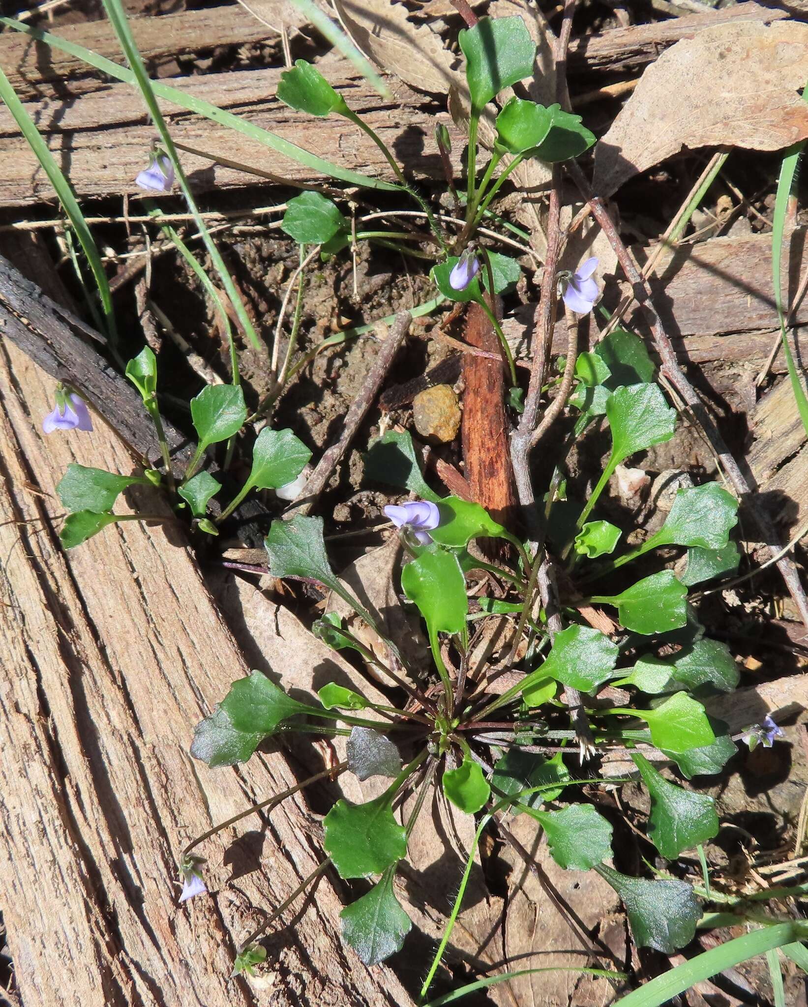 Image de Viola hederacea subsp. sieberiana (Sprengel) L. G. Adams