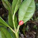 Image de Gallienia sclerophylla Dubard & Dop