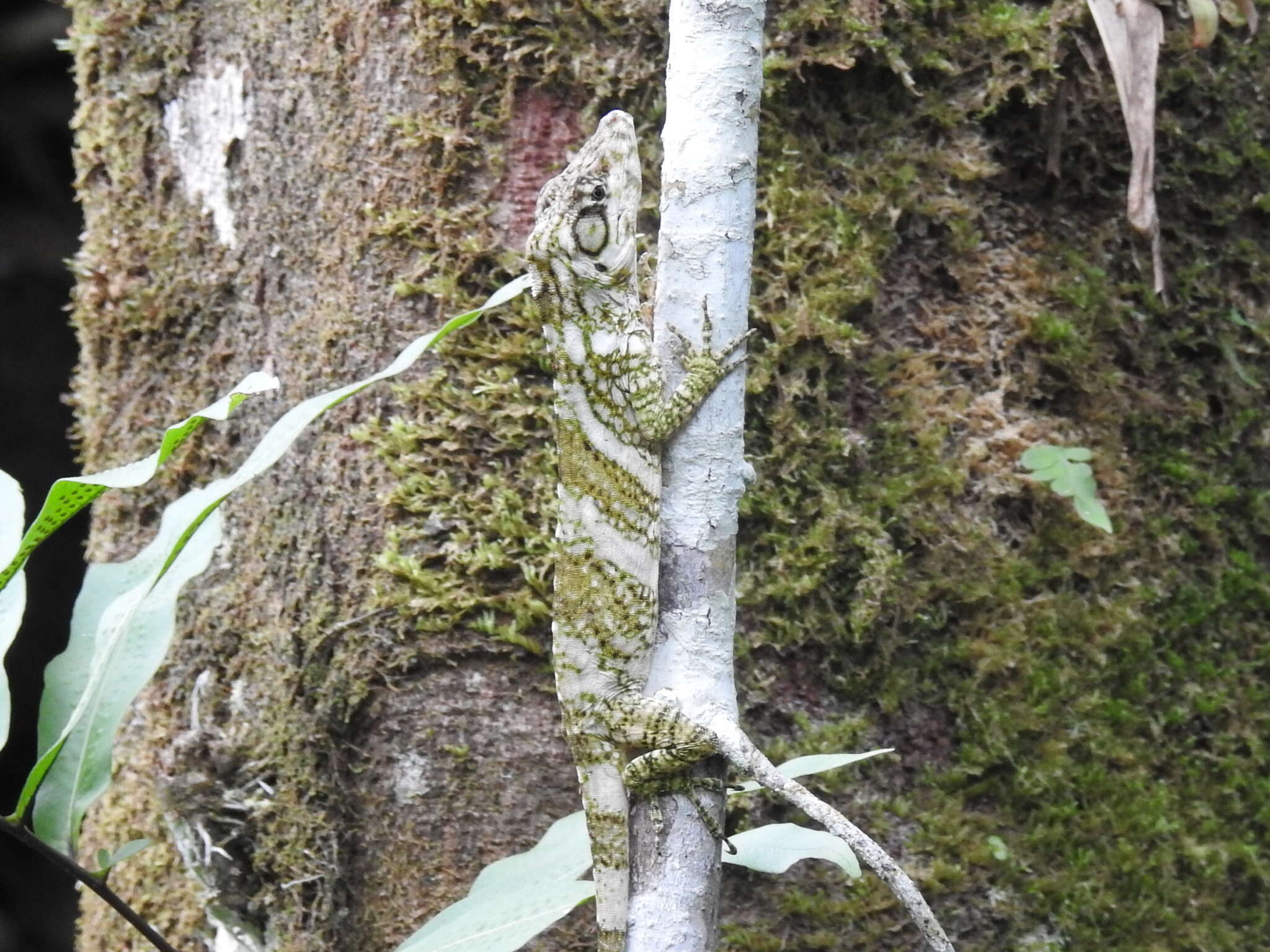 Image of Anolis savagei Poe & Ryan 2017