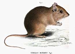 Image of Highveld Gerbil