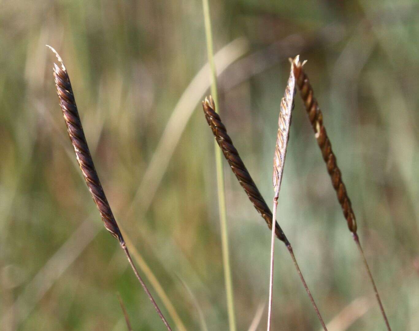 Image of Microchloa altera (Rendle) Stapf