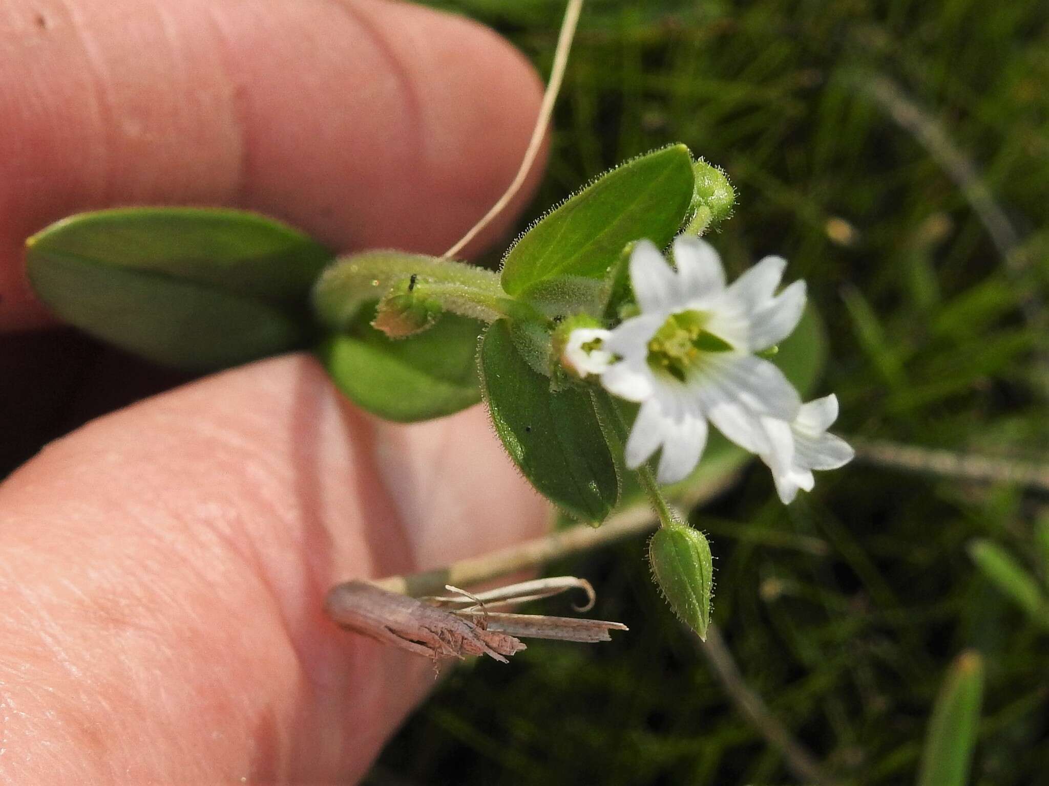 صورة Cerastium brachypodum (Engelmann ex A. Gray) B. L. Rob.