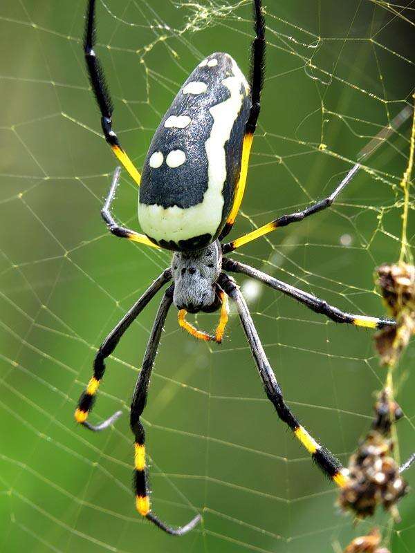 Imagem de Trichonephila senegalensis annulata (Thorell 1859)