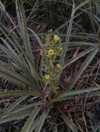 Слика од Bromelia palmeri Mez